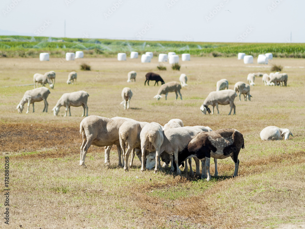 Sheeps grazing on a field on summertime Sheeps grazing on a field on summertime