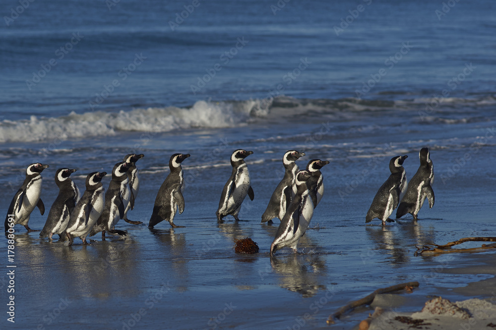 Naklejka premium Magellanic Penguins (Spheniscus magellanicus) on the coast of Sea Lion Island in the Falkland Islands.