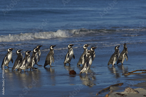 Magellanic Penguins (Spheniscus magellanicus) on the coast of Sea Lion Island in the Falkland Islands.