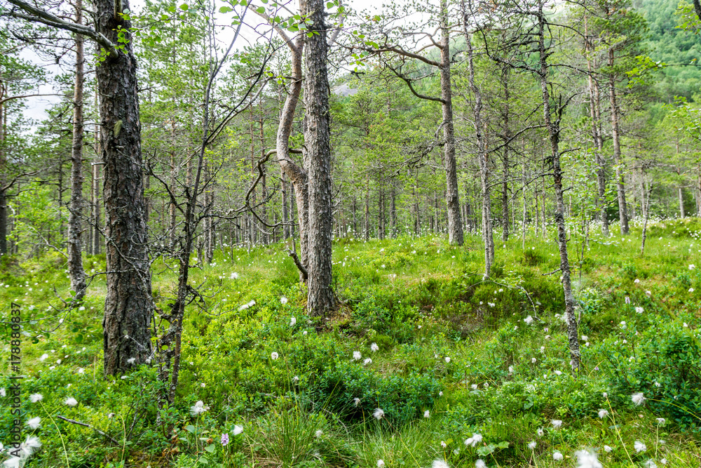 Fototapeta premium Norway