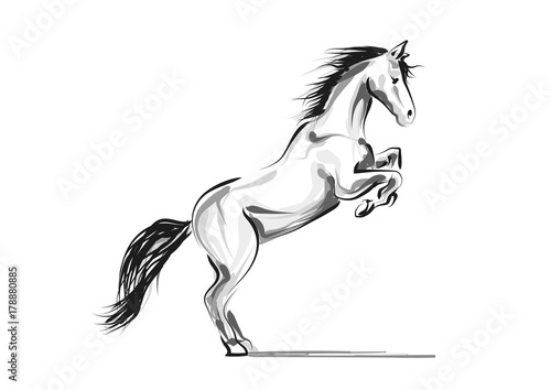 Vector line sketch horse
