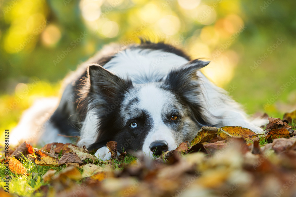Border Collie im Herbst Border Collie im Herbst