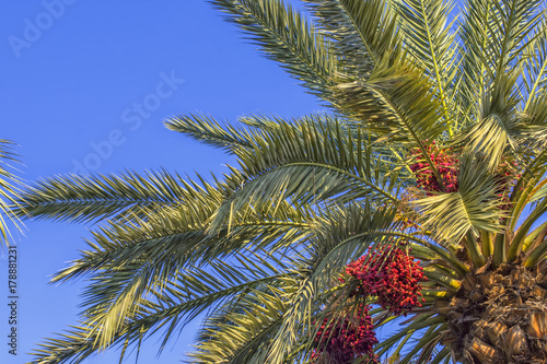 Green palm with a date fruits on a blue sky. Antalya, Turkey