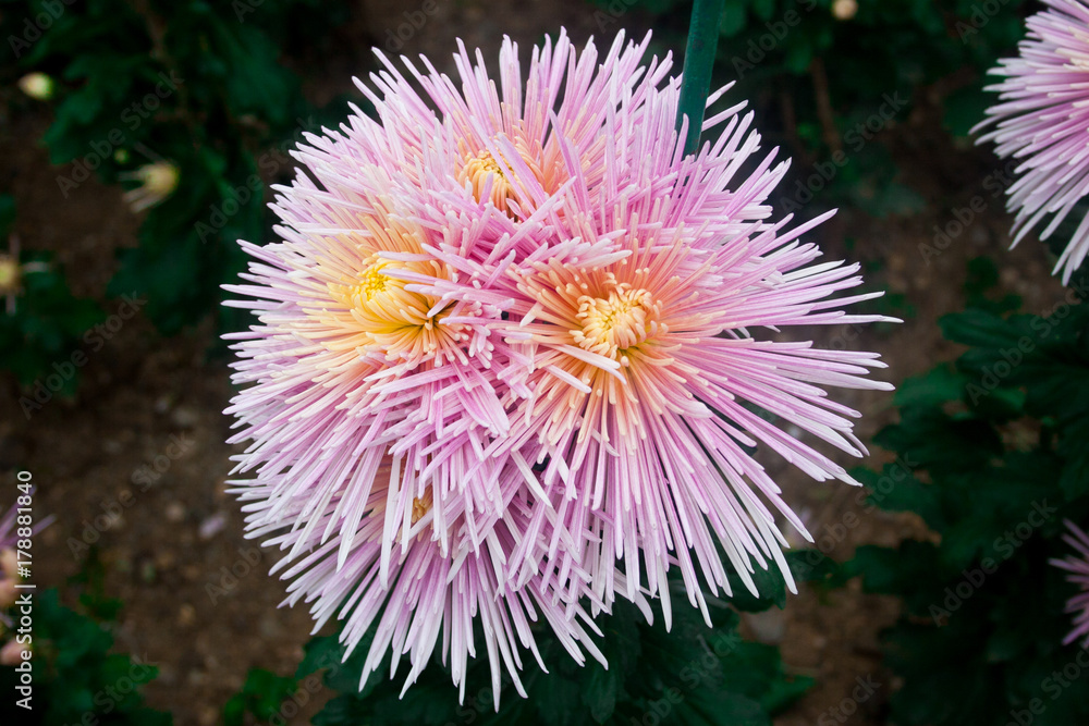 Chrysanthemum wallpaper, chrysanthemums in autumn. Beautiful chrysanthemum as background picture. Chrysanthemum wallpaper, chrysanthemums in autumn. Beautiful chrysanthemum as background picture.