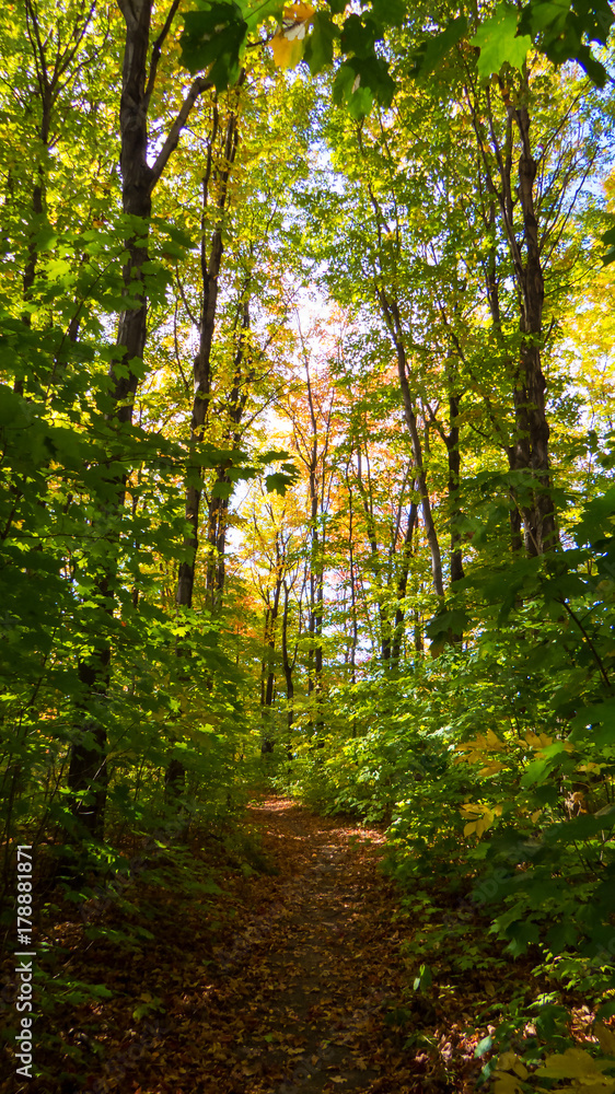 Vertical Photo: A lot of green and yellow leaves from the middle of the forest during a bright and beautiful day of early Autumn. Province of Quebec, Canada. Vertical Photo: A lot of green and yellow leaves from the middle of the forest during a bright and beautiful day of early Autumn. Province of Quebec, Canada.