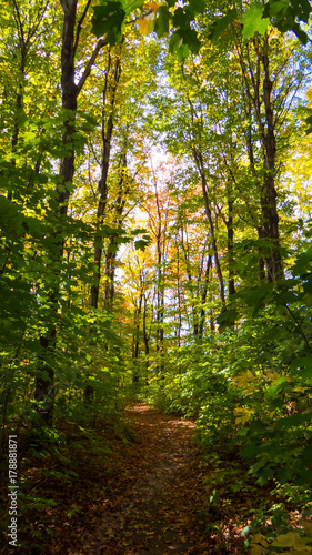 Vertical Photo: A lot of green and yellow leaves from the middle of the forest during a bright and beautiful day of early Autumn. Province of Quebec, Canada.