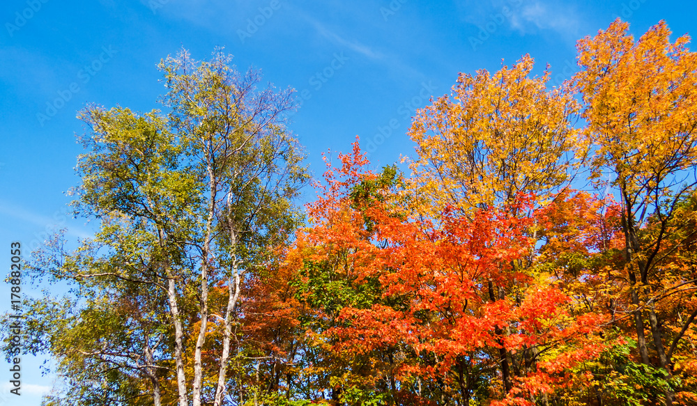 Naklejka premium A lot of colorful leaves and trees during a bright and beautiful day of Autumn. Province of Quebec, Canada.