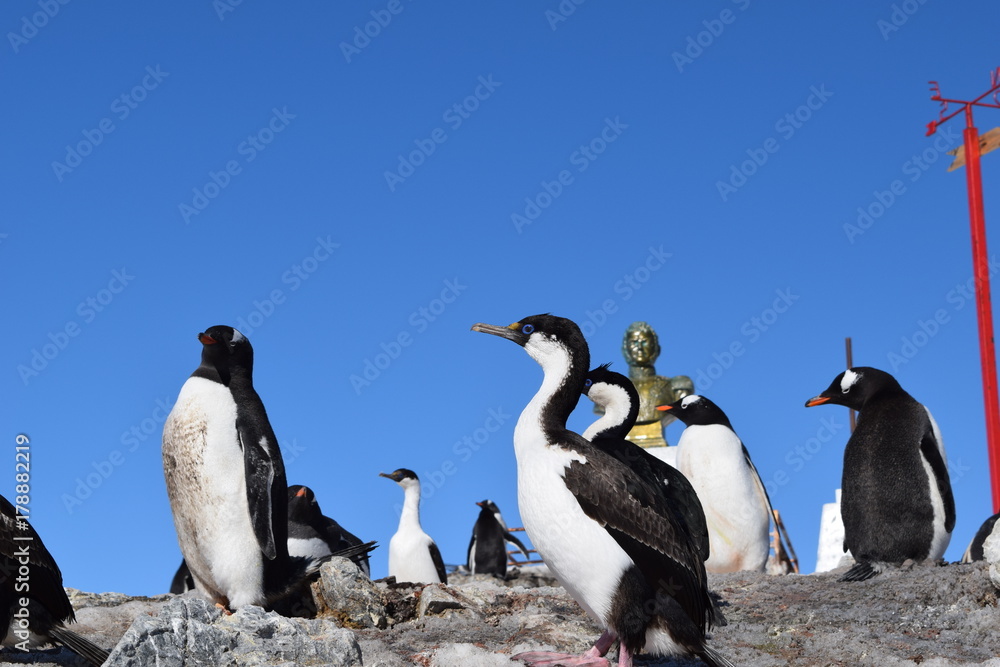 Fototapeta premium antartica