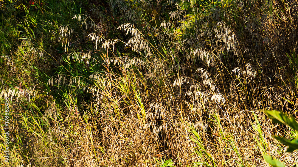 Long golden grass with a dark natural background. Long golden grass with a dark natural background.