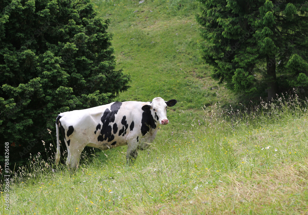 isolated cow with fur white and black grazing pastures isolated cow with fur white and black grazing pastures
