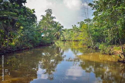Fototapeta Naklejka Na Ścianę i Meble -  River in the rainforest in Sri Lanka