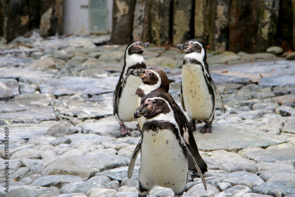 Fototapeta premium Penguins