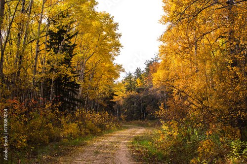 A winding trail through an autumn colored forest in a rural landscape