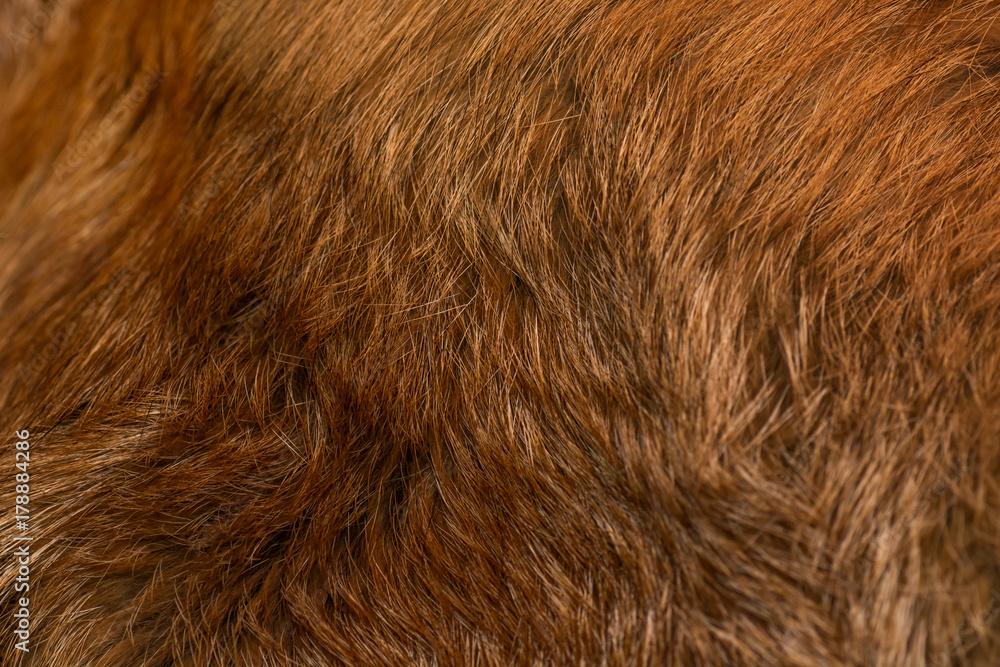 Fototapeta premium Classy and luxurious red fox fur
