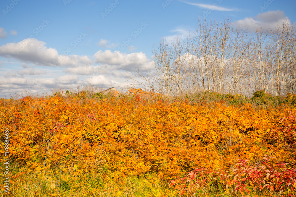 Fototapeta premium A hill full of autumn colored foliage under a blue cloudy sky