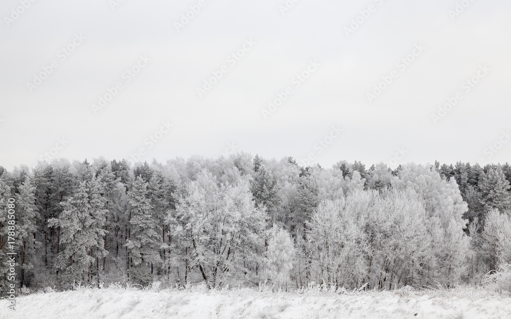 Naklejka premium winter forest