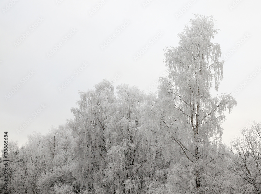 Obraz premium Photographed winter forest