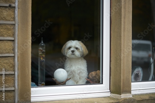 Fototapeta Naklejka Na Ścianę i Meble -  
Lhasa apso dog looking out of a window.