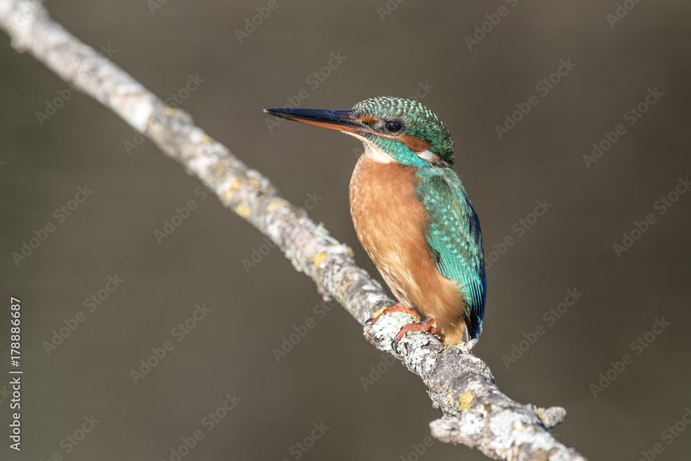 Fototapeta premium Zimorodek zwyczajny