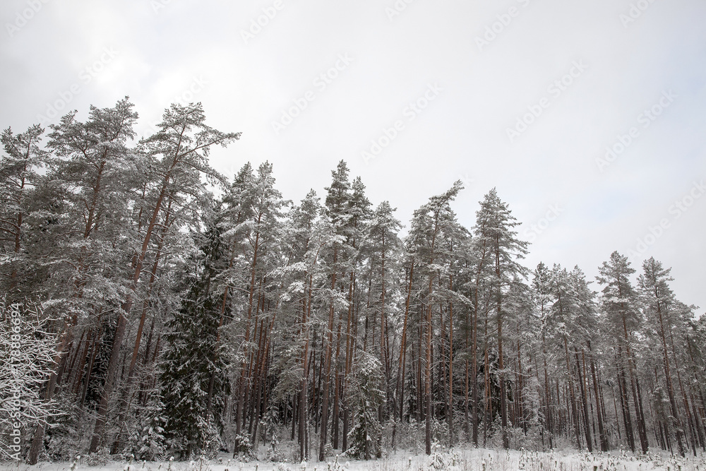 Fototapeta premium Forest in winter