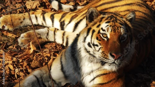 Close portrait of beautiful amur tiger lying on dried leaves. photo