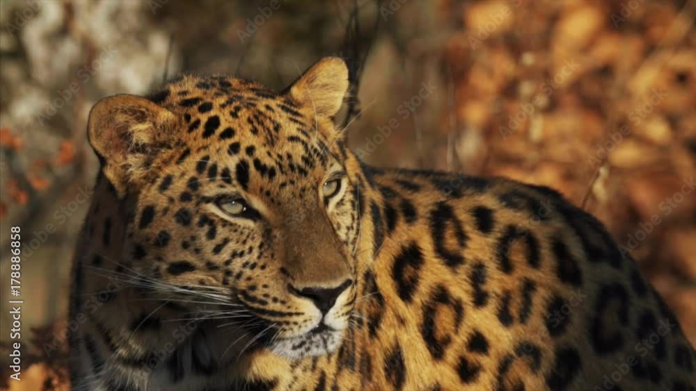 Close portrait of beautiful rare amur leopard enjoying autumn sun Close portrait of beautiful rare amur leopard enjoying autumn sun