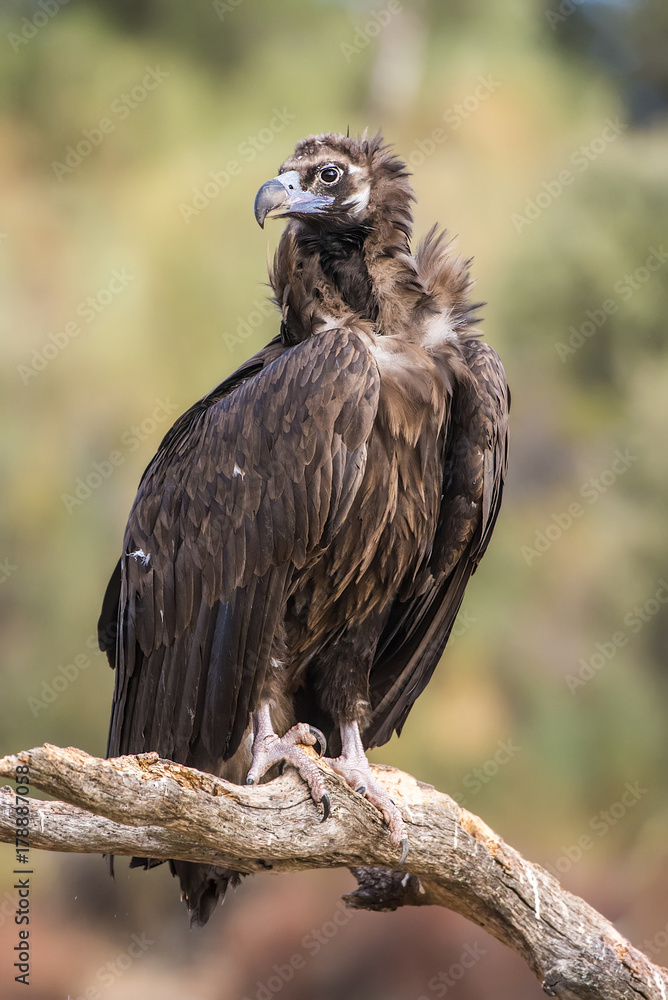 Fototapeta premium Black vulture