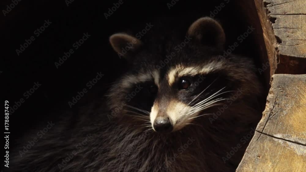 Close portrait of cute North American racoon Close portrait of cute North American racoon