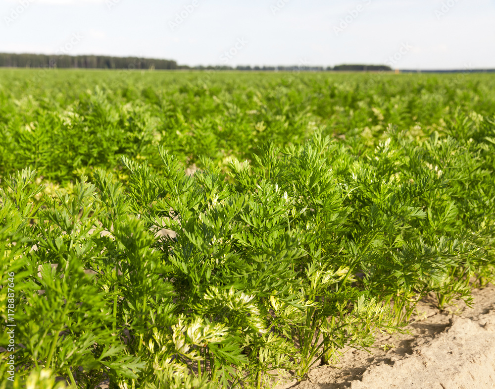 green leaves of carrots