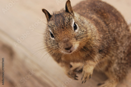 Squirrel close up