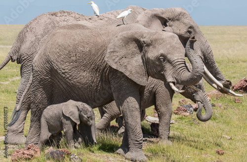 African Elephants © John