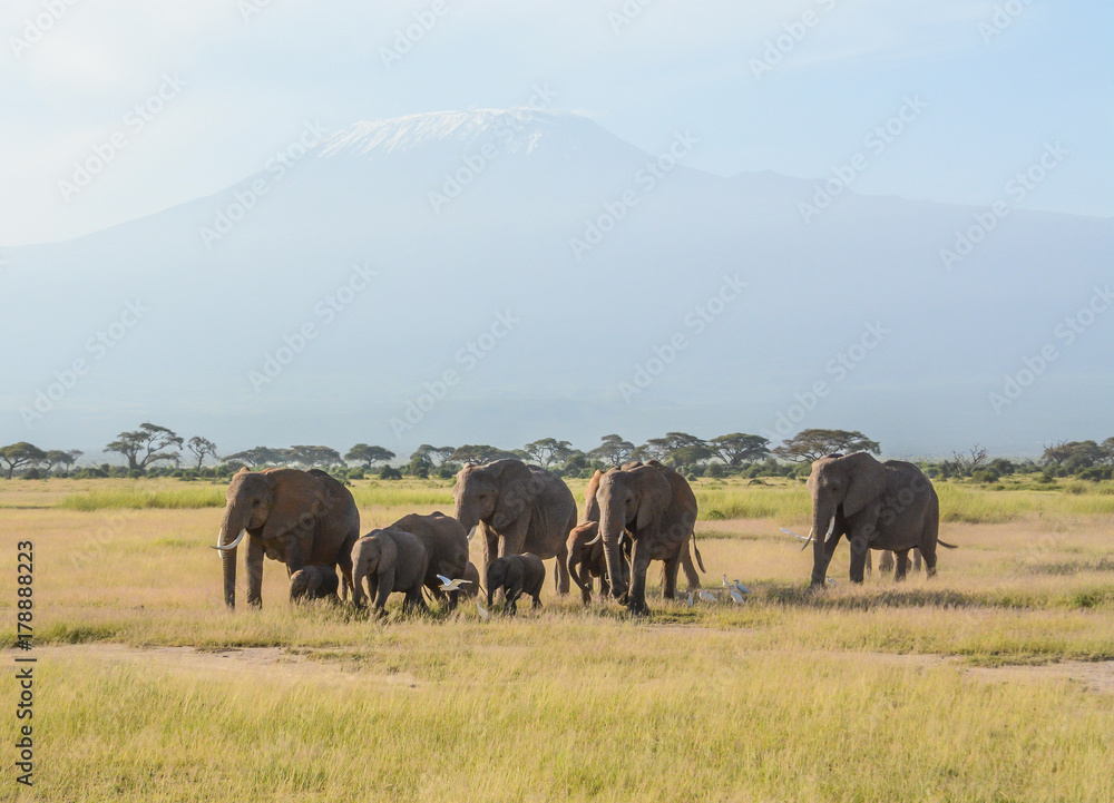 Obraz premium African Elephants