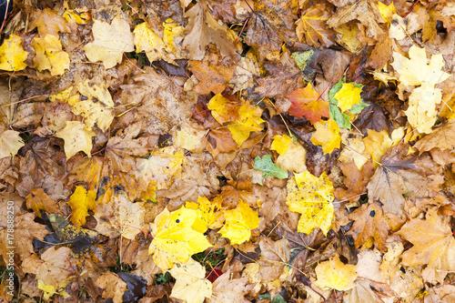 The fallen maple leaves © rsooll