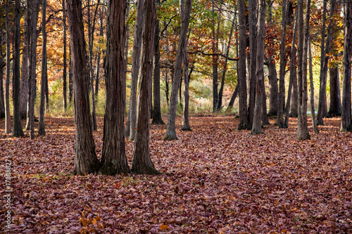 Fallen Leaves in Woods