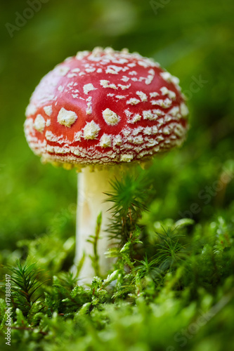 Toxic mushroom Amanita muscaria