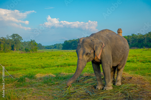 Beautiful sad elephant chained in a wooden pillar at outdoors  in Chitwan National Park  Nepal  sad paquiderm in a nature background  animal cruelty concept