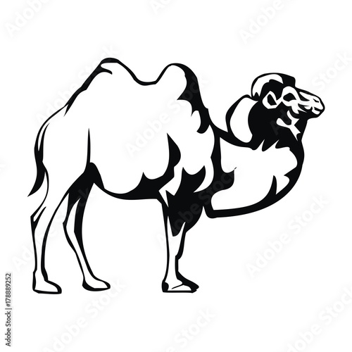camel