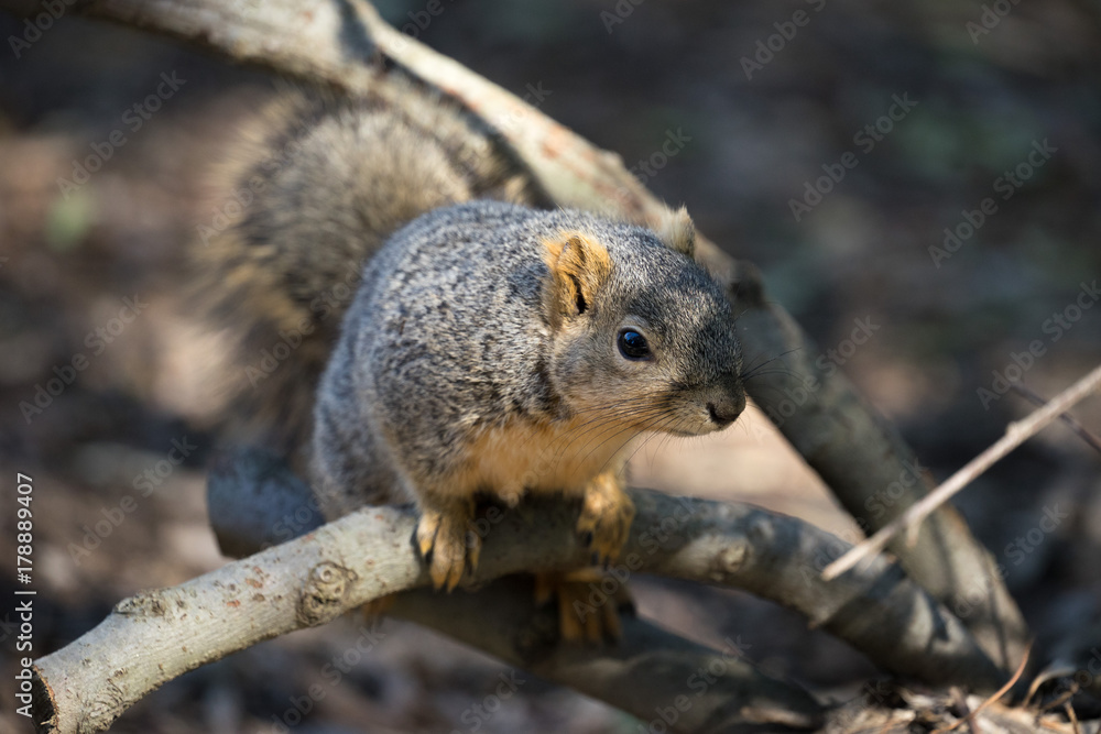 Cute Squirrel on Tree Branch Closeup