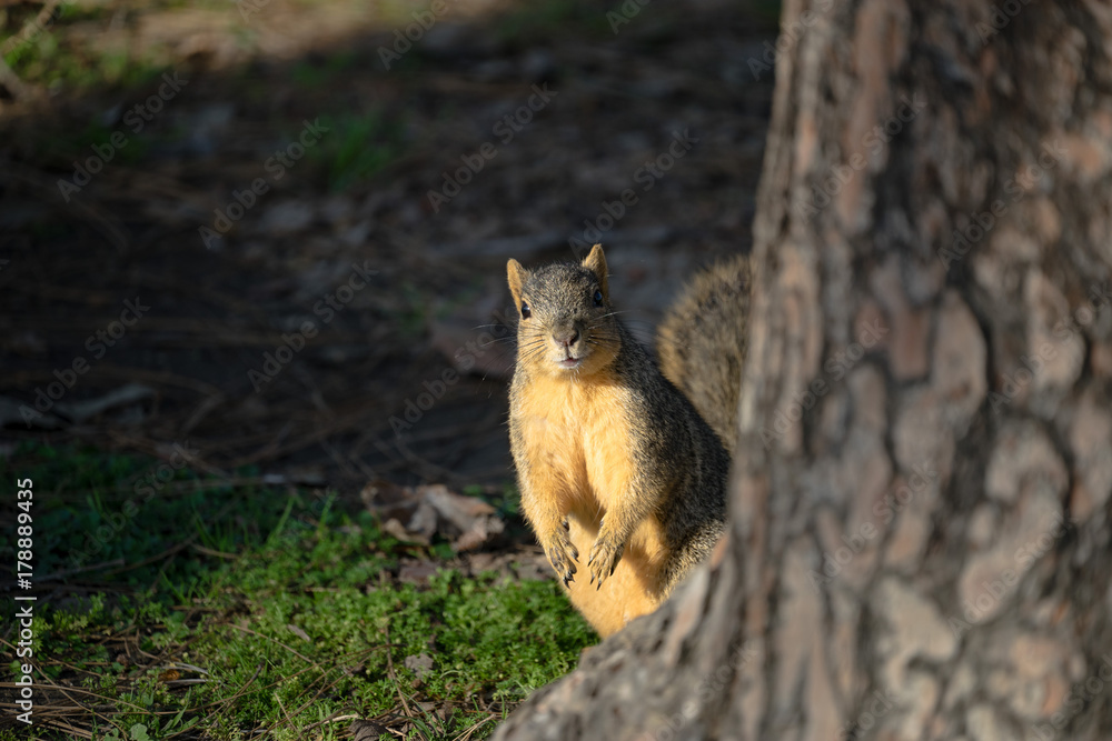 Cute Squirrel Peering Around Tree Cute Squirrel Peering Around Tree