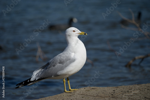 Ring Billed Gull on Lakeshore
