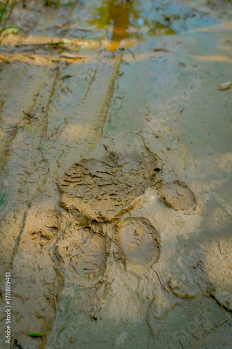 Beautiful tiger paw print on the vlay soil inside of the forest in Chitwan National Park, Nepal photo