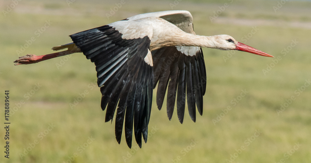 Naklejka premium Bird in Flight