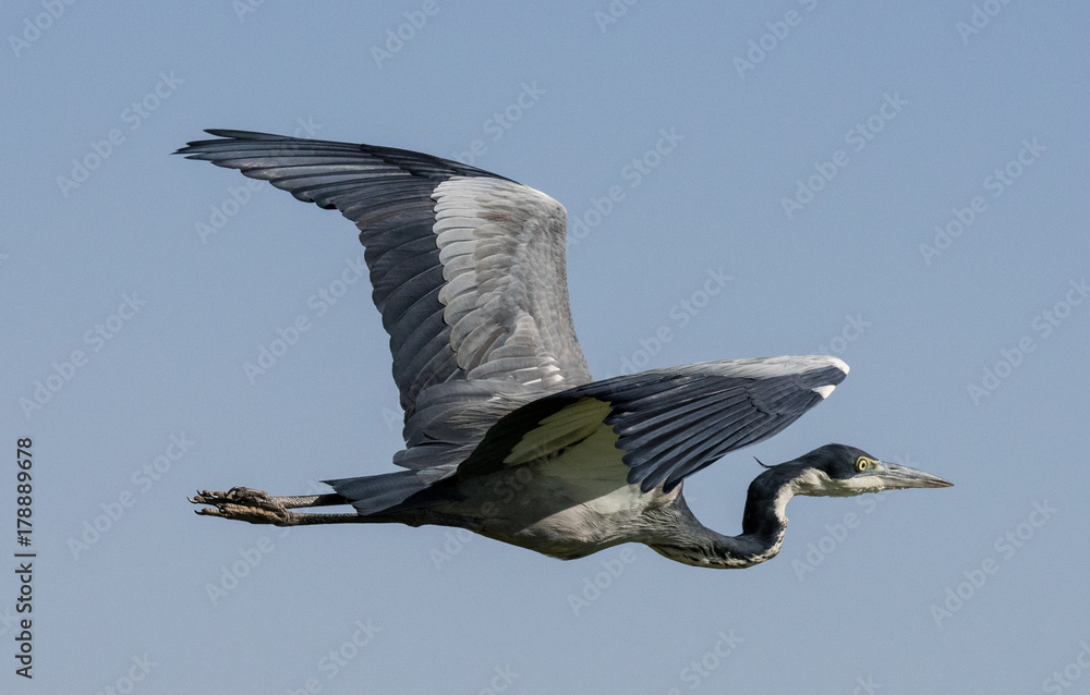 Fototapeta premium Bird in Flight