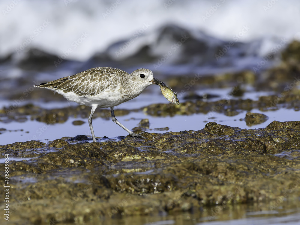 Obraz premium Grey Plover Caught a Fish 