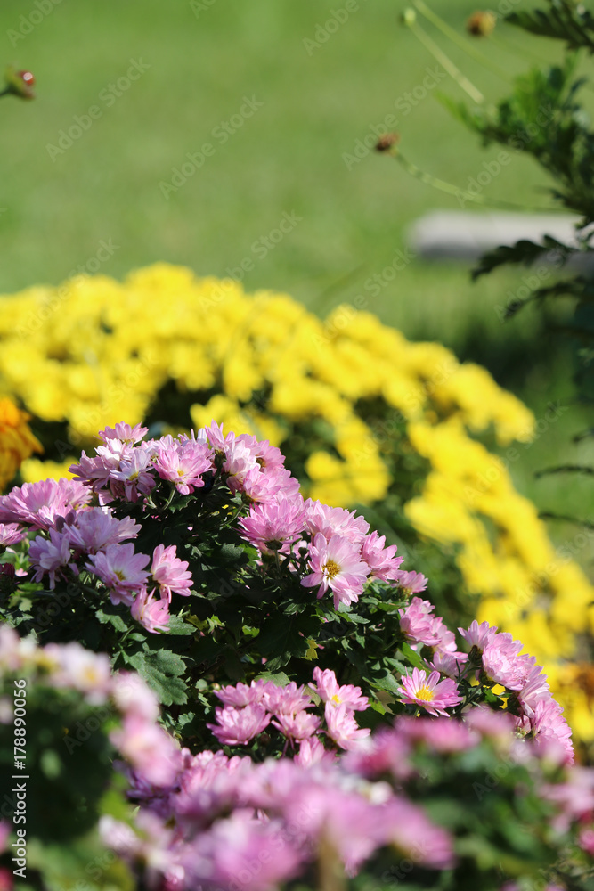 Obraz premium 菊の花