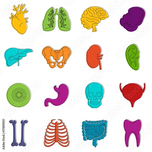 Human organs icons doodle set