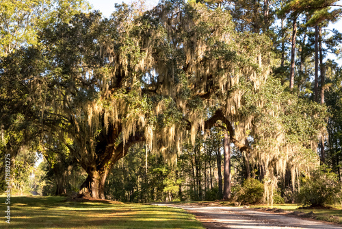 Fototapeta Naklejka Na Ścianę i Meble -  A massive live oak tree draped in Spanish moss is a typical site in the low country areas of the southeastern United States.