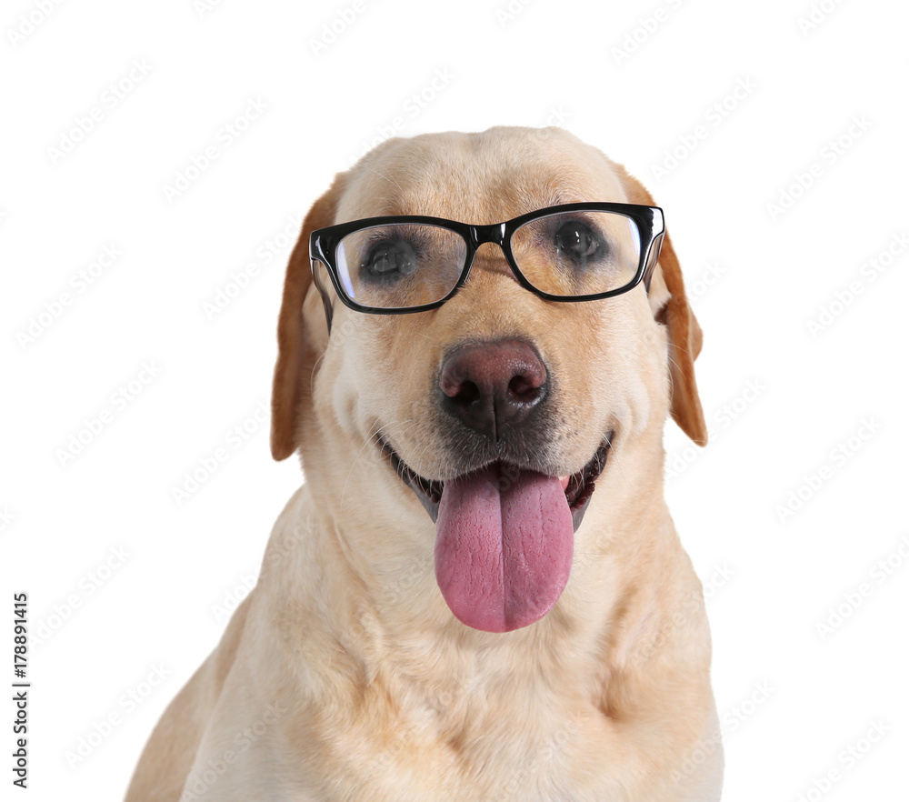 Funny Labrador Retriever with glasses on white background Stock Photo |  Adobe Stock