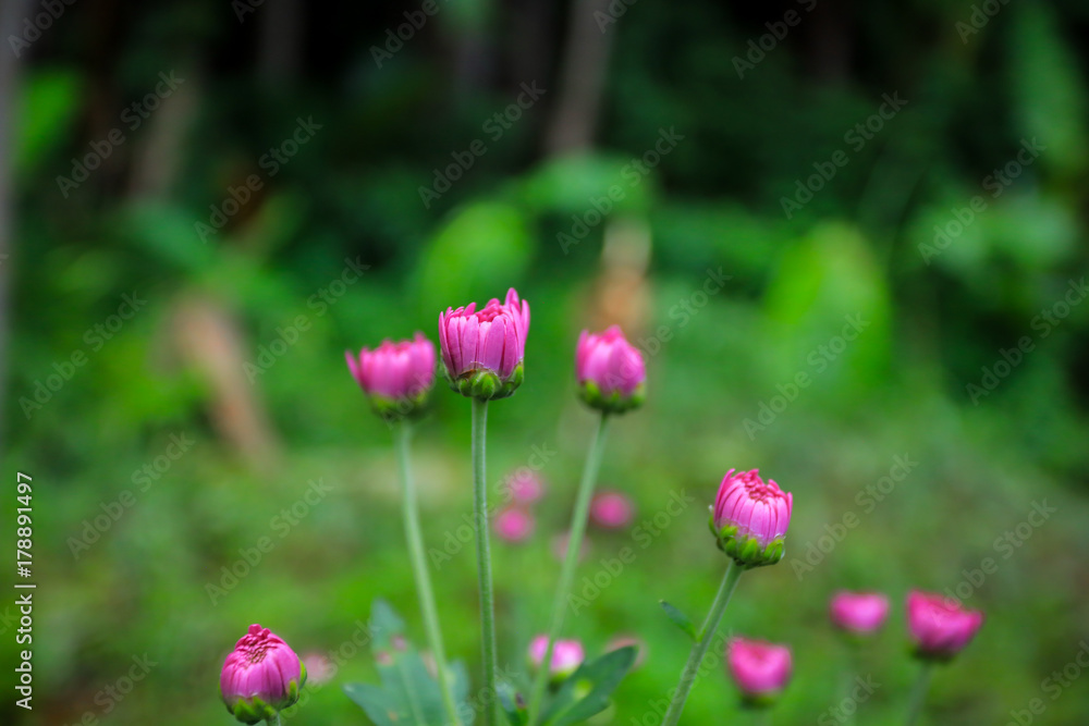 flowers chrysanthemum, Chrysanthemum wallpaper, chrysanthemums in autumn, Beautiful chrysanthemum as background picture, The splendor of death, Field filled with chemicals flowers chrysanthemum, Chrysanthemum wallpaper, chrysanthemums in autumn, Beautiful chrysanthemum as background picture, The splendor of death, Field filled with chemicals