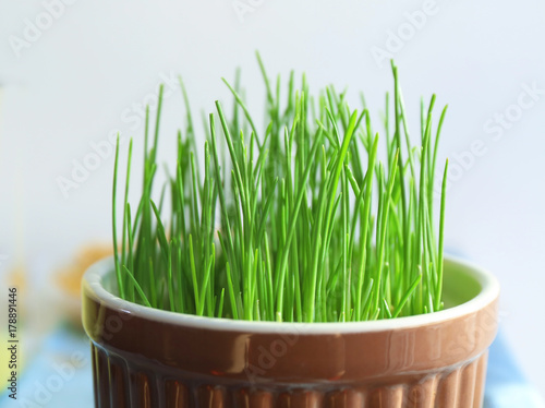 Green wheat grass growing in bowl, closeup